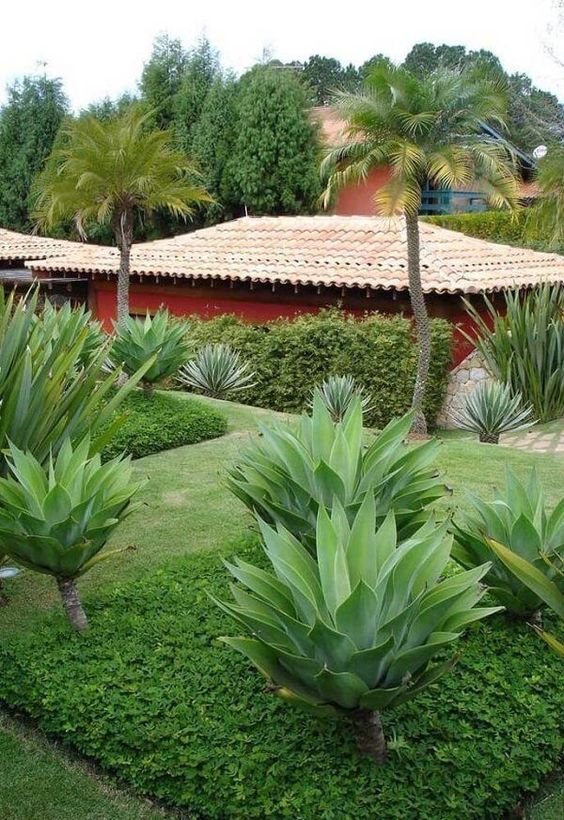 5 Plantas para Jardim que Florescem o Ano Todo 1 Agave-dragão é uma planta muito utilizada em paisagismo, normalmente sendo combinadas com outras espécies para que possam compor o jardim.