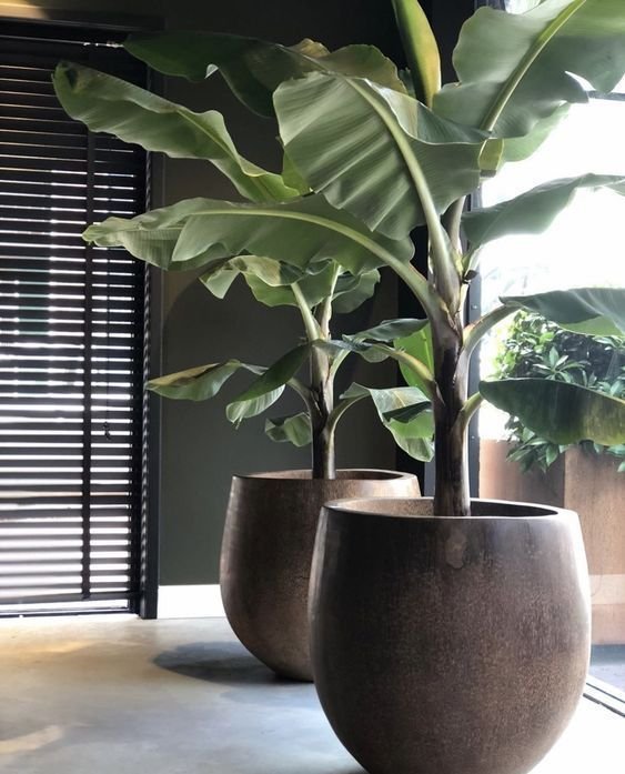 5 Plantas para Jardim que Florescem o Ano Todo 2 Já pensou em ter mini bananeiras em seu jardim? Mas calma, apesar de minis elas ainda são grandes, ideais para áreas com um maior espaço disponível.