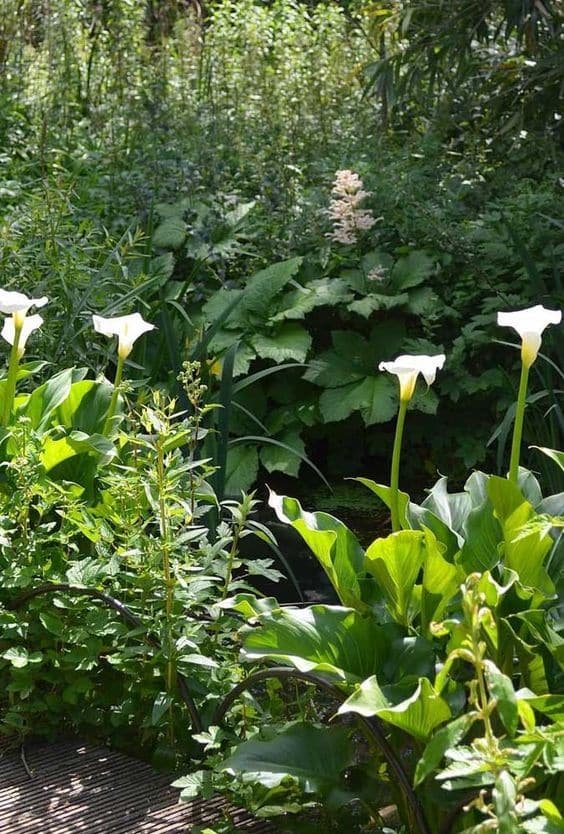 5 Plantas para Jardim que Florescem o Ano Todo 3 Um canteiro de copos de leite também é encantador! Assim, podemos contar com toda a beleza e delicadeza dessas flores.