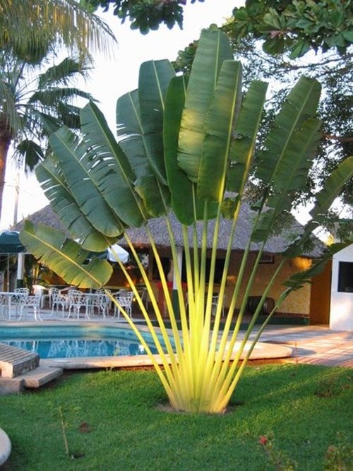 5 Plantas para Jardim que Florescem o Ano Todo 4 Que tal essa bananeira-ornamental logo na entrada de casa? Ela é grandiosa, e por conta disso não passa despercebida.