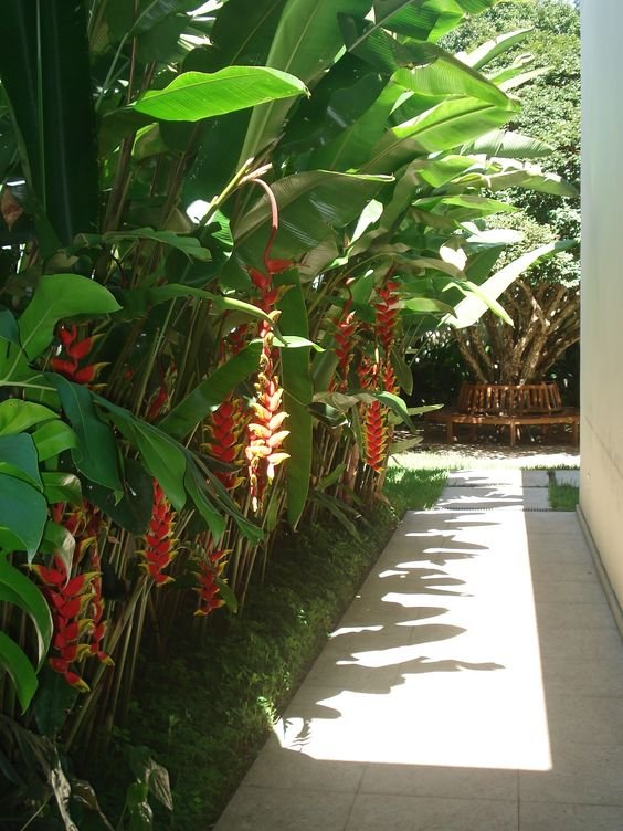 5 Plantas para Jardim que Florescem o Ano Todo 5 Outra opção para o jardim é fazer com que ele forme um belo corredor na parte lateral da casa, conforme foi feito com a helicônia rostrata na inspiração abaixo.