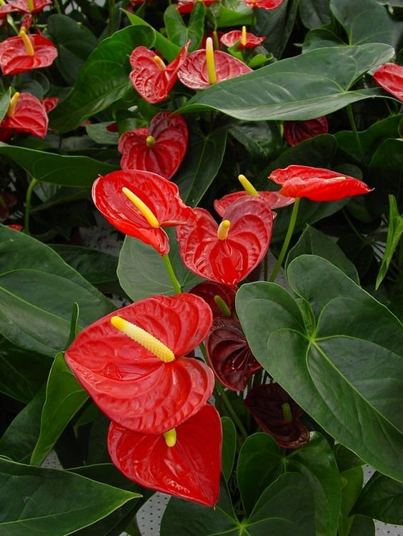 5 Plantas para Jardim que Florescem o Ano Todo 8 Antúrios vermelhos dão mais beleza a qualquer espaço! Diante de uma cor bastante vibrante, chamam bastante atenção.