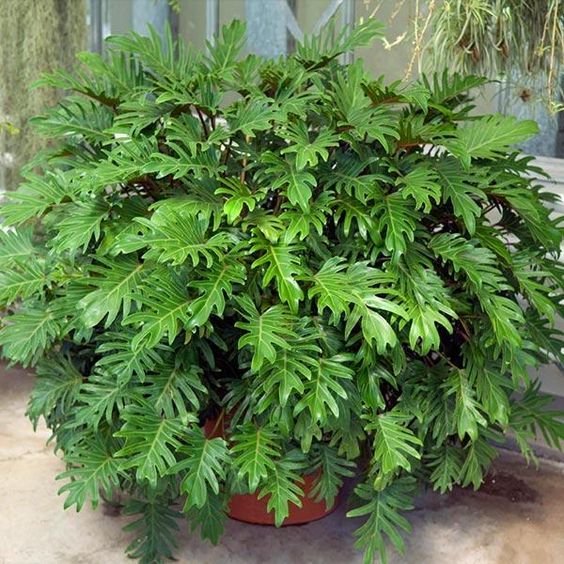 5 Plantas para Jardim que Florescem o Ano Todo 9 Xanadus são ótimos para quem quer arbustos mais compactos: sua altura não passa de 1,2 metros.