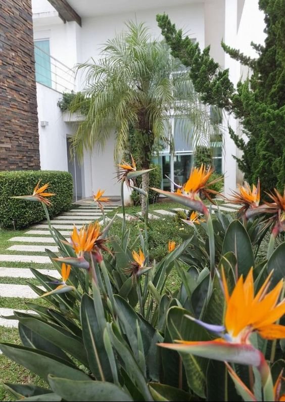 5 Plantas para Jardim que Florescem o Ano Todo 10 Ave-do-paraíso é outra opção de planta para jardim, com belas flores de brinde e contando com uma aparência bastante exótica.