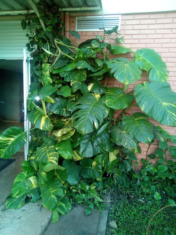 5 Plantas para Jardim que Florescem o Ano Todo 11 A jiboia gigante é uma planta que atinge grandes proporções na área externa e exige poucos cuidados, tornando mais simples a sua manutenção.