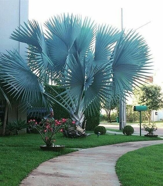 5 Plantas para Jardim que Florescem o Ano Todo 12 A palmeira azul com folhas em leque é uma boa alternativa para quem dispõe de mais de espaço, já que crescem muito.