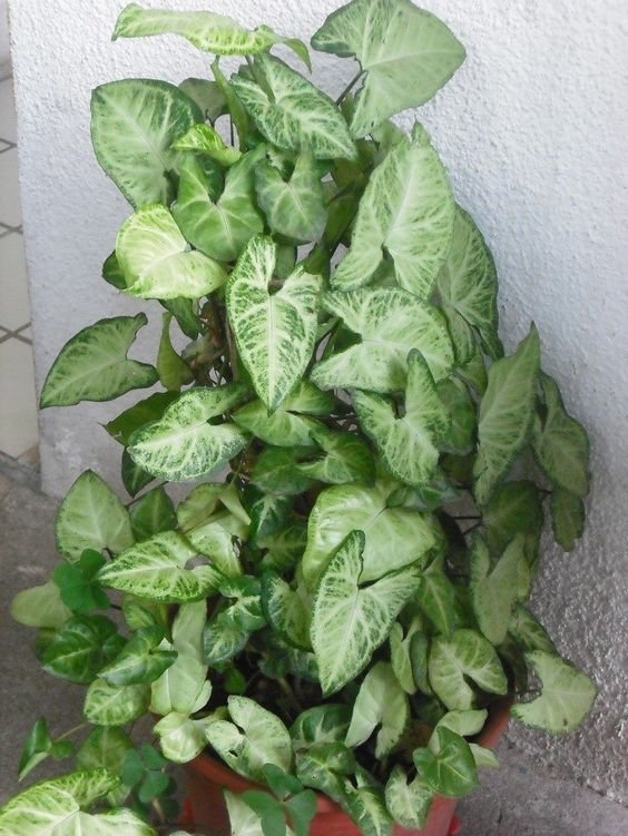 5 Plantas para Jardim que Florescem o Ano Todo 13 Singônios também são plantas resistentes, lidando bem com situações adversas, como solo seco, sol e chuva.