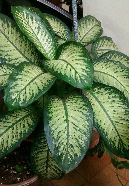 5 Plantas para Jardim que Florescem o Ano Todo 14 Comigo-ninguém-pode: essa plantinha já dá o recado no nome, sendo símbolo de proteção. Mas cuidado: ela é tóxica!