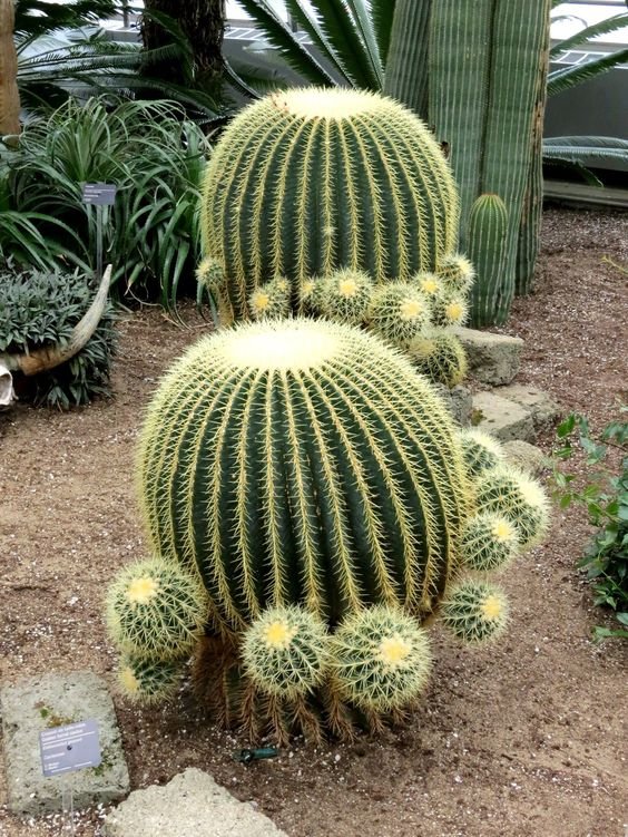 5 Plantas para Jardim que Florescem o Ano Todo 15 Cacto-barril ou “assento de sogra” é outra opção interessante para o seu jardim, tendo um formato mais arredondado que é bem diferente.