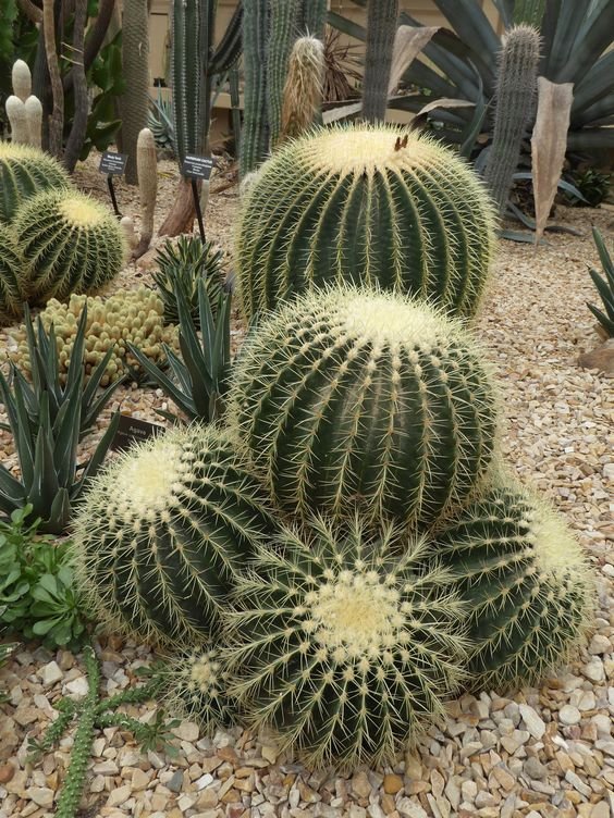 5 Plantas para Jardim que Florescem o Ano Todo 16 É preciso ter cuidado somente caso tenha animais de estimação com acesso ao jardim, já que a espécie é marcada pela presença de espinhos.