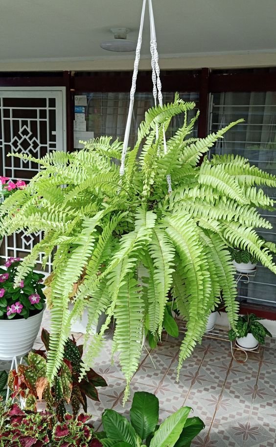 5 Plantas para Jardim que Florescem o Ano Todo 17 Samambaias também ficam lindas no jardim, desde que sejam protegidas da ação do frio e das variações extremas.