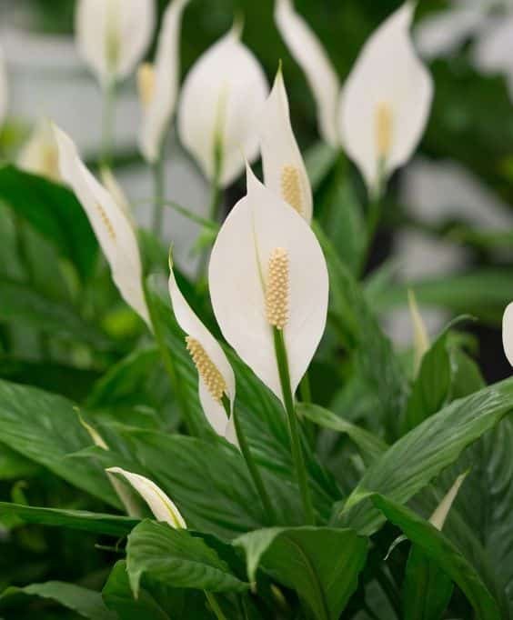 5 Plantas para Jardim que Florescem o Ano Todo 18 O lírio-da-paz gigante se desenvolve bem até mesmo na sombra, dando origem a belas flores brancas que contrastam com o verde intenso de suas folhas.