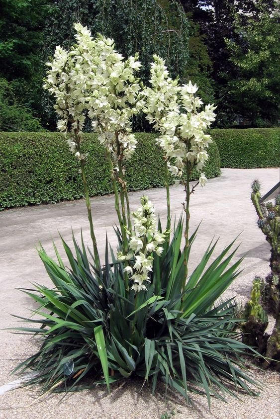 5 Plantas para Jardim que Florescem o Ano Todo 20 Se você quer um jardim e tem espaço para plantas grandes, considere a Iuca ou agulha-de-adão como uma alternativa.
