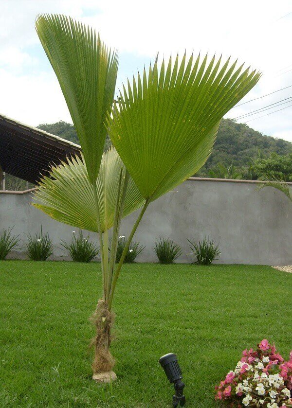 Tipos de Palmeiras: +35 Espécies para Decorar seu Jardim 2 A palmeira leque é uma espécie de pequeno porte que pode atingir até 3 metros de altura. Fonte: Decorando Casa
