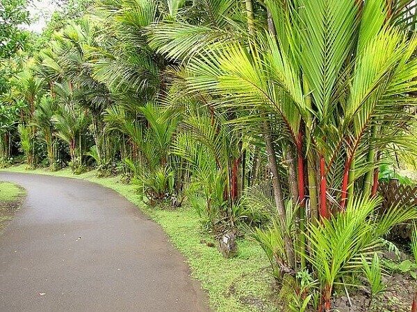 Tipos de Palmeiras: +35 Espécies para Decorar seu Jardim 4 A palmeira laca é nativa de países asiáticos. Fonte: O Jardineiro