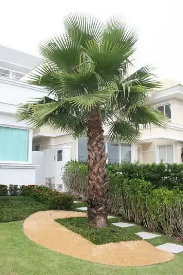 Tipos de Palmeiras: +35 Espécies para Decorar seu Jardim 6 Um dos tipos de palmeiras para jardins residenciais com solo arenoso é a palmeira Washingtonia. Fonte: Casa e Construção