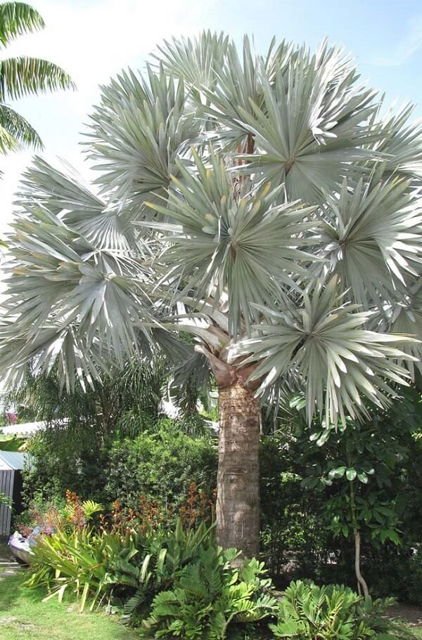 Tipos de Palmeiras: +35 Espécies para Decorar seu Jardim 3 Um dos tipos de palmeiras para jardins residenciais é a palmeira azul devido ao seu aspecto exuberante. Fonte: Decor Fácil