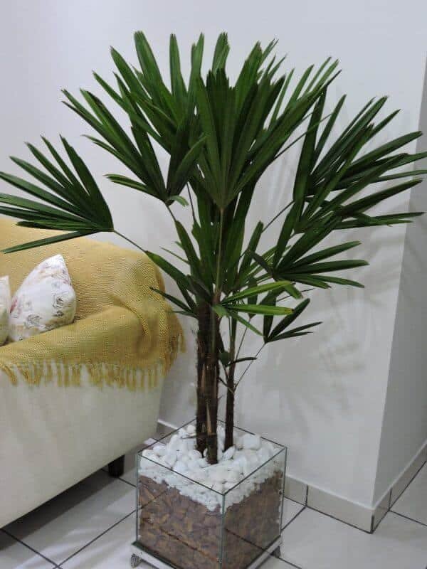 Tipos de Palmeiras: +35 Espécies para Decorar seu Jardim 1 Os tipos de palmeiras para vaso podem ser cultivados dentro de ambientes fechados, porém com iluminação externa. Fonte: ConstruindoDecor