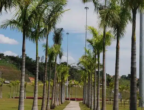 Tipos de Palmeiras: +35 Espécies para Decorar seu Jardim 7 Como todos os tipos de palmeiras, a espécie imperial necessita de pleno sol para o seu desenvolvimento. Fonte: Loja Sementes Caiçara