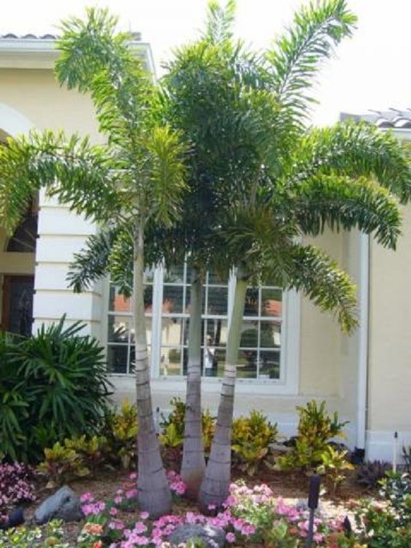 Tipos de Palmeiras: +35 Espécies para Decorar seu Jardim 8 Um dos tipos de palmeiras para jardim mais procurado por sua beleza e rusticidade é a palmeira Rabo-de-Raposa. Fonte: Casa e Construção