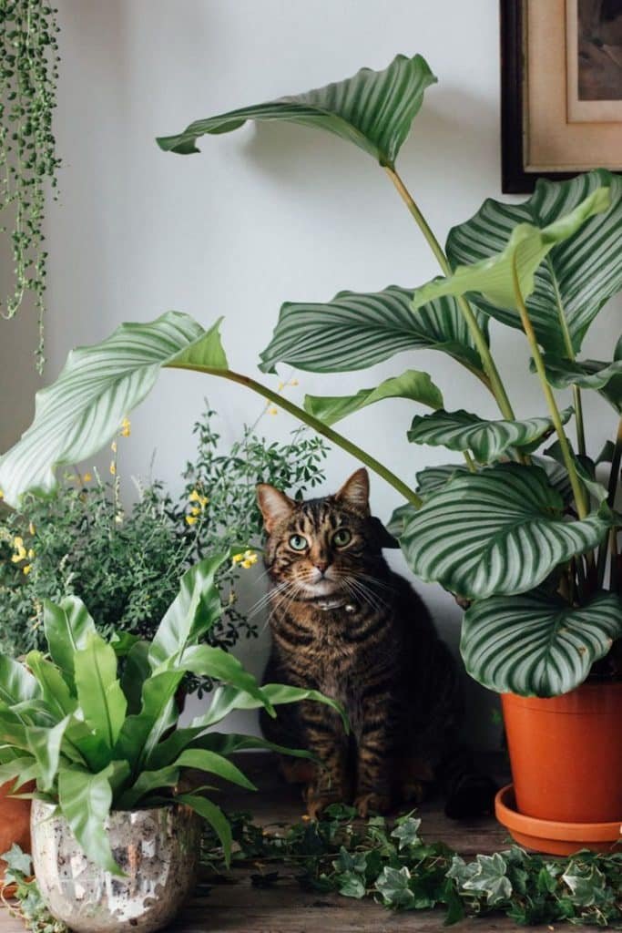 Urban Jungle: 5 Dicas para Criar um Ambiente Fresco e Acolhedor 7 Gatinho em meio a plantas