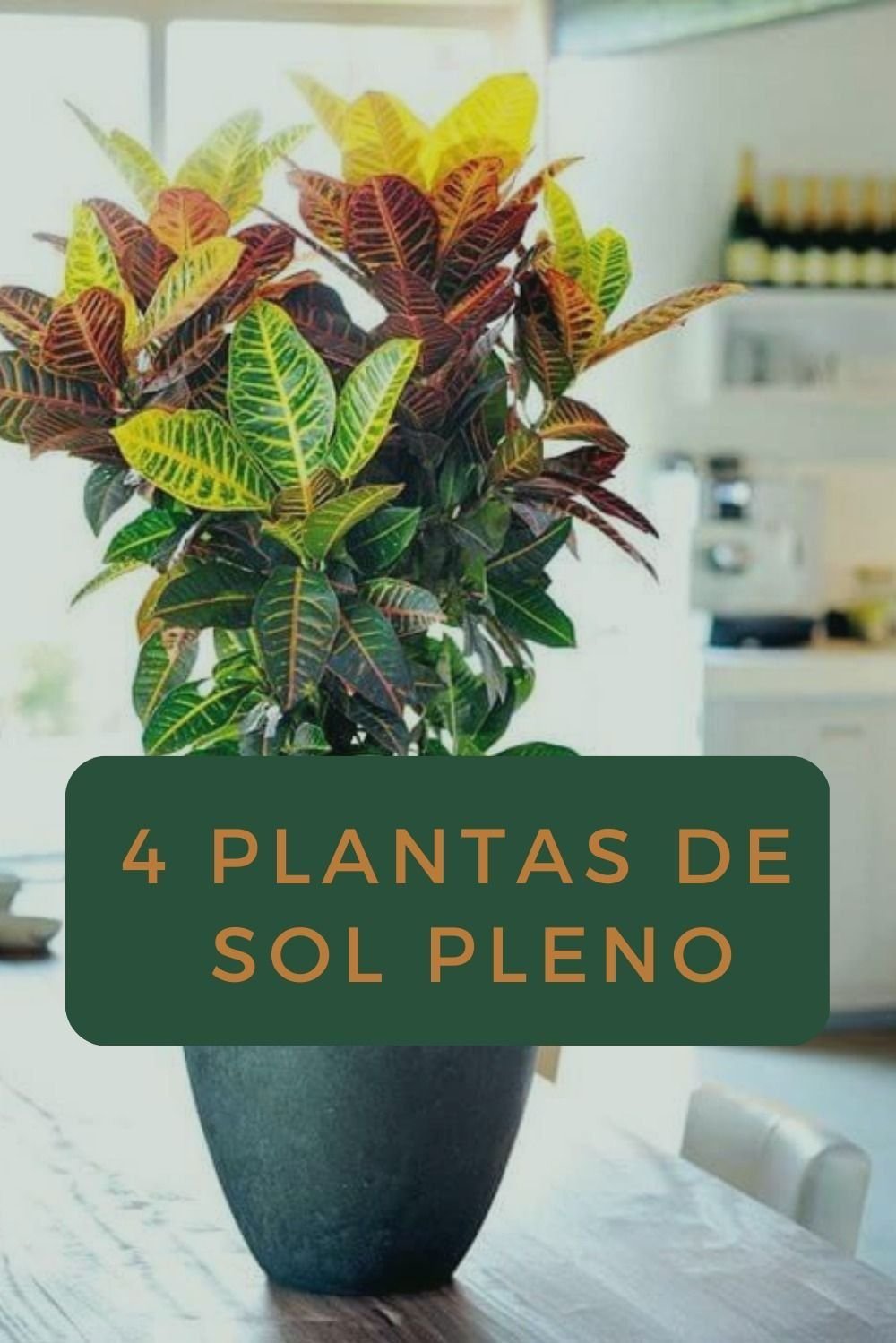 As 5 Melhores Soluções Criativas para Iluminar Seus Ambientes com Plantas 2 3 Soluções Criativas para Decorações Internas com Plantas