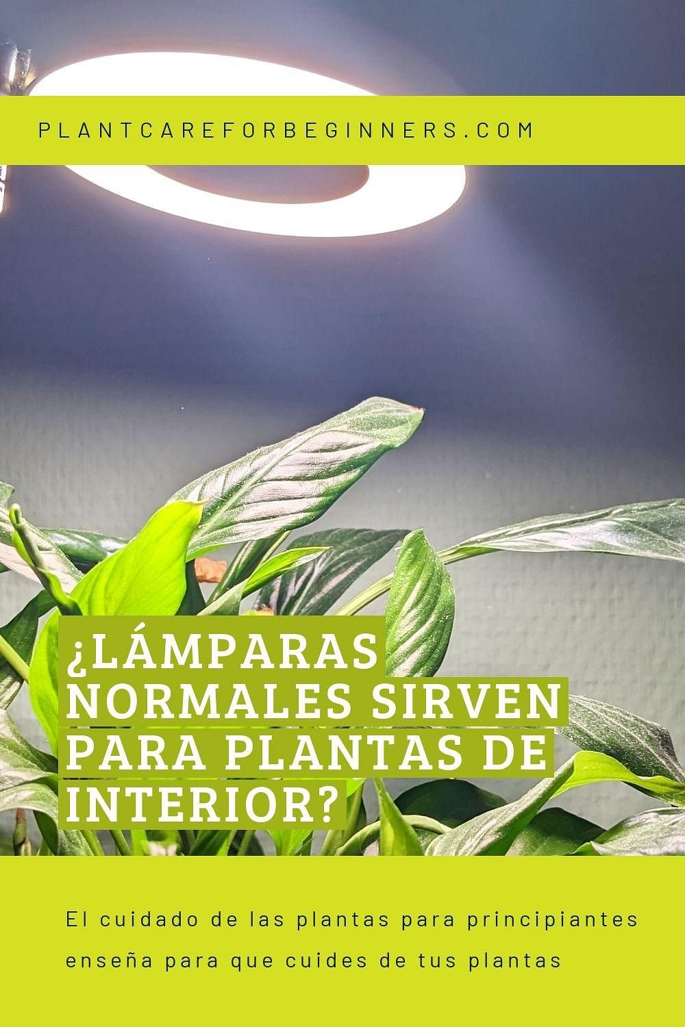 As 5 Melhores Soluções Criativas para Iluminar Seus Ambientes com Plantas 1 3 Soluções Criativas para Decorações Internas com Plantas